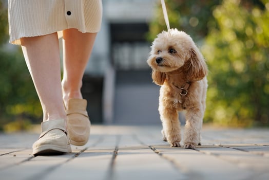 Walking a Small Dog on Leash Outdoors Pet Care and Animal Companionship in Urban Park Close Up photo