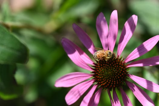 A bee collects honey on an echinacea flower photo