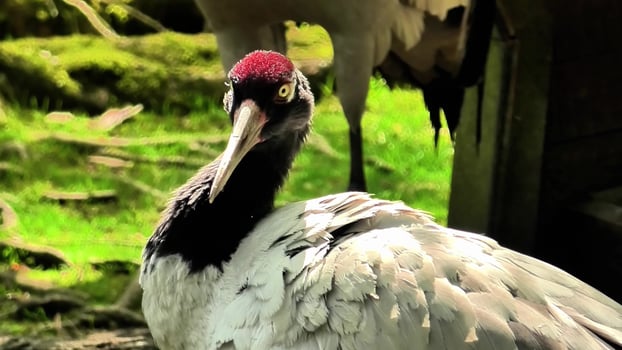 Captivating and Detailed Closeup of a Beautiful Crane in a Lush Green Environment photo