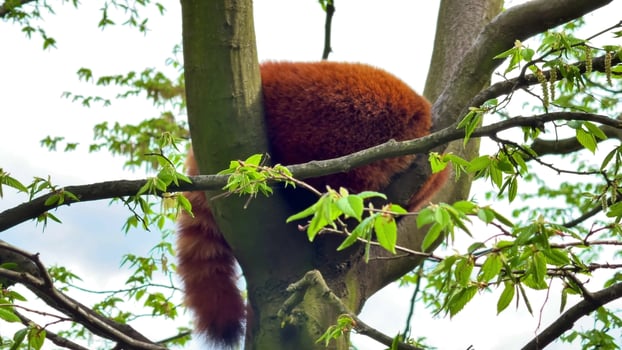 A Red Panda rests comfortably in a tree, relaxed and at peace amidst lush greenery photo