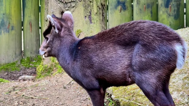 A Graceful Young Goat Thrives in Its Natural Habitat Surrounded by Scenic Views and Greenery photo