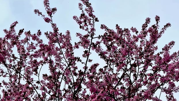 The enchanting sight of blooming pink cherry blossom trees during the delightful spring season photo