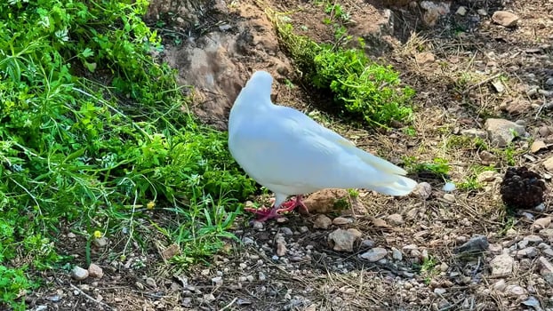 A white dove is foraging in the green grass, enjoying natures delightful bounty photo
