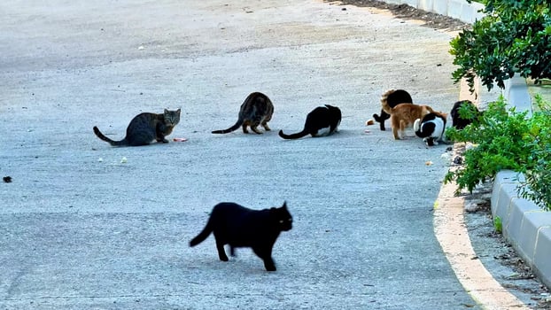A delightful group of cats foraging and exploring various things on a city street photo