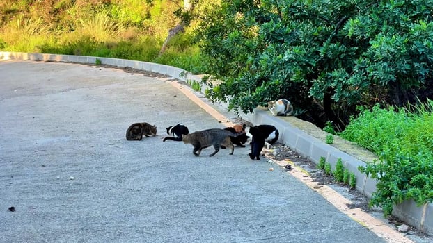 A group of charming cats is peacefully gathering on a sunny roadside, exploring together photo