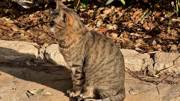 A Charming Tabby Cat Sitting Relaxedly in the Warm Sunlight of a Peaceful Outdoor Scene photo