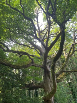 Twisted by time and weather, this unique tree in North Wales stands like a living sculpture - a quiet witness to centuries of wind, rain, and legend. photo