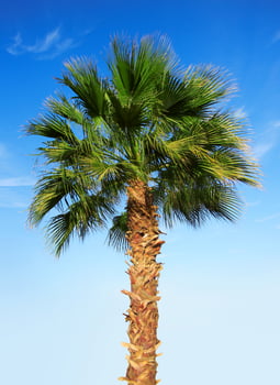 Palm tree on a sky photo