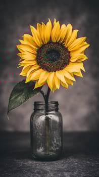 Single Sunflower in a Glass Jar with Dark Moody Background. photo