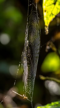 Tiny Spider and its Dew Droplet Covered Web Glistening in Sunlight. photo