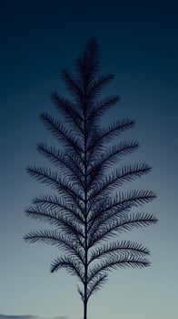 Silhouette of a Delicate Fir Tree Against a Fading Twilight Sky. photo