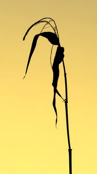 Delicate Silhouette of Dried Grass Against a Warm Golden Sky. photo