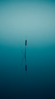 Serene Water Reflection of Cattail Reed in Calm Teal Water. photo