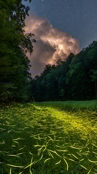 Magical Fireflies Dance Beneath a Starry Sky During a Thunderstorm. photo