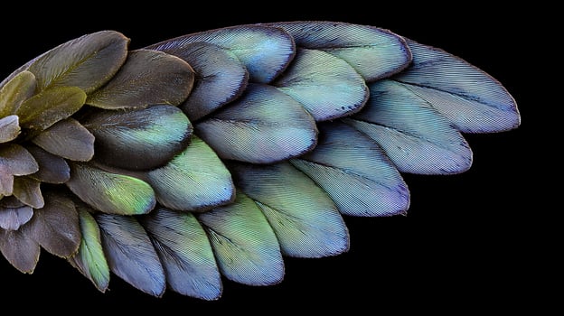 Vibrant Bird Wing Feathers With Iridescent Colors Against Black Background. photo
