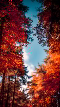 Vibrant Autumn Forest Canopy Looking Up At A Blue Sky. photo