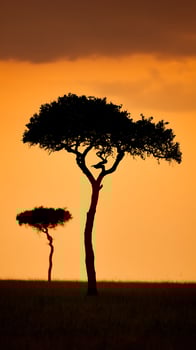 Majestic Acacia Tree Silhouettes Against a Fiery African Sunset. photo