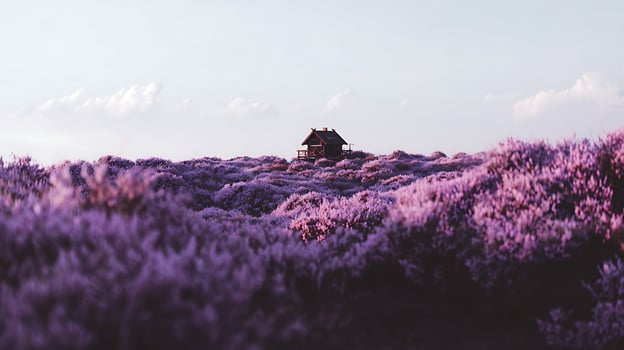 Small wooden cabin perched atop a hill covered in purple flowers. photo