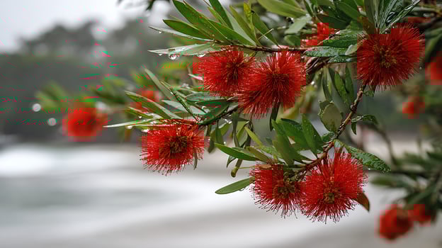 Vibrant red bottlebrush flowers with water drops in soft daylight. photo