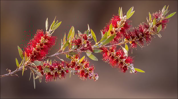 Striking Red Bottlebrush Flowers Bloom on a Branch in Soft Light. photo