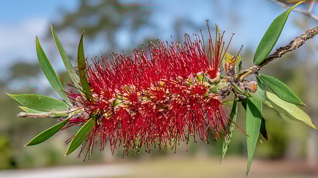 Vibrant Red Bottlebrush Flower Blooms in Soft Sunlight. photo