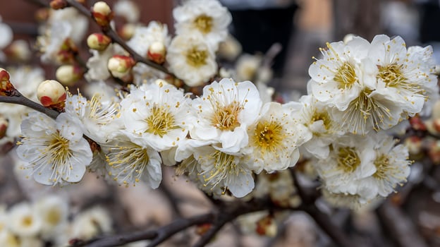Delicate White Cherry Blossoms Blooming on a Branch in Spring. photo