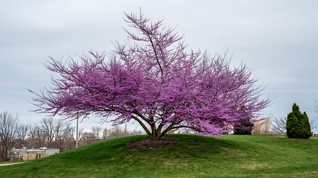 A Beautiful Pink Tree Blooming on a Grassy Hill in Spring. photo