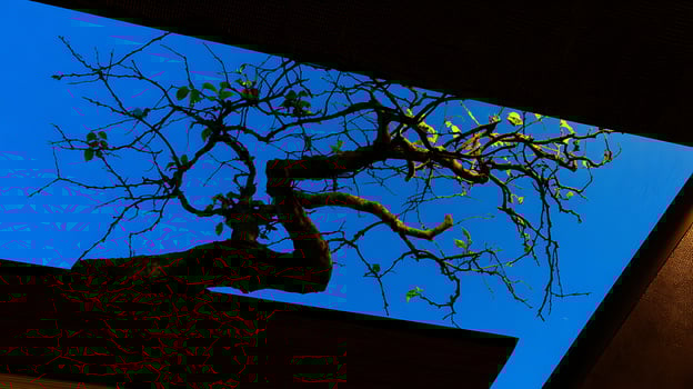 Bare Tree Branches Against a Vibrant Blue Sky Seen Through Dark Frames. photo