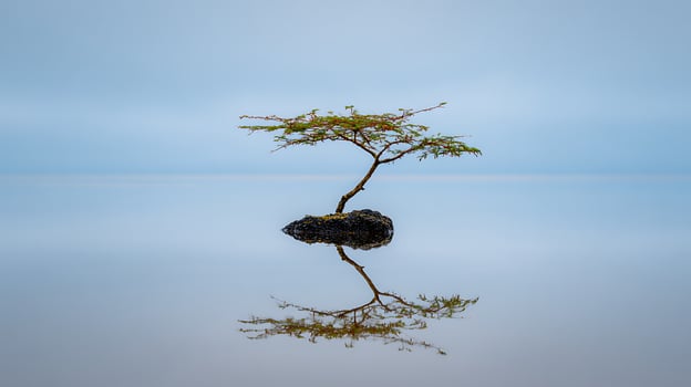 Resilience in Nature Tiny Tree on Lava Rock with Water Reflection. photo