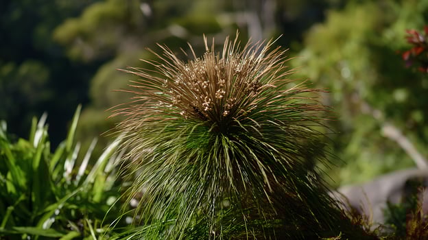 Detailed Focus on a Unique Plant in a Lush Forest Setting. photo