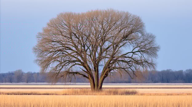 Lone Bare Tree Stands Tall in a Winter Field with Golden Grass. photo