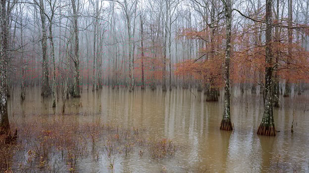 Eerie Foggy Swamp with Bare Trees in Autumn Colors photo