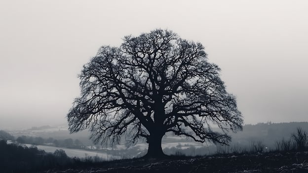 Majestic bare tree silhouette against a misty winter landscape. photo