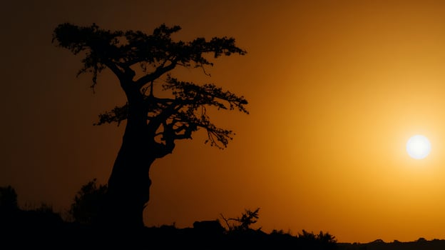 Striking Silhouette of an African Baobab Tree at Sunset. photo