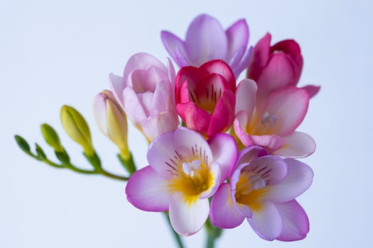 Delicate Freesia Flowers in Pastel Hues against a Soft White Background Spring Floral Beauty Still Life photo