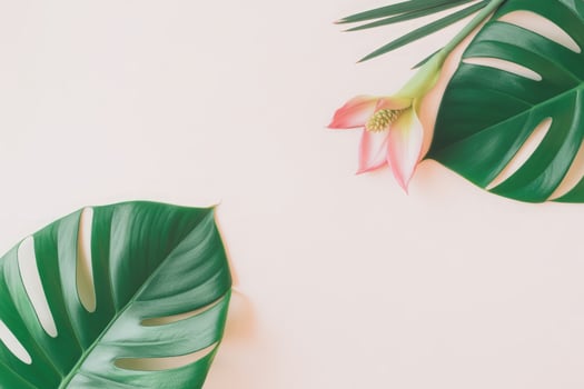 Tropical Minimalist Layout with Monstera Leaves and Anthurium Flower on Pale Pink Background for Modern Designs and Creative Projects photo