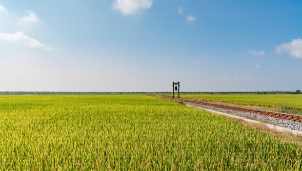 A serene panorama of a lush, golden rice field stretches towards a distant railway, under a vast, clear blue sky, offering a tranquil, open, and expansive perspective. photo