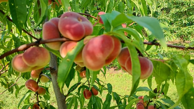 Vibrant peach tree displays an abundance of ripe, juicy fruits dangling from its branches, basking in the warm sunlight. Lush green leaves frame the delightful scene, enhancing the serenity of summer. photo