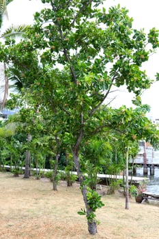 Whole Calophyllum inophyllum tree cultivated and growing on ground in Thailand. Common name is Alexandrian laurel, Bornero mahogany and Beautiful-leaf and Indian Laurel. photo