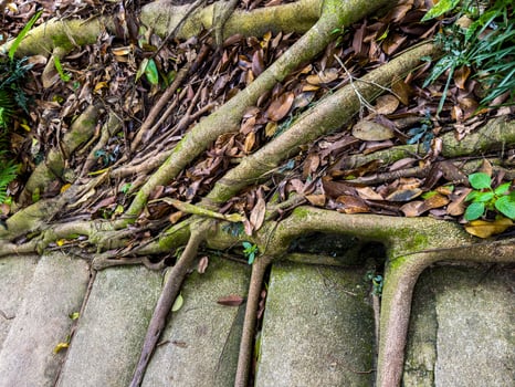 A close-up, high-angle shot reveals an intricate network of thick, moss-covered tree roots sprawling across weathered concrete steps, intertwined with fallen dry leaves and hints of green undergrowth photo