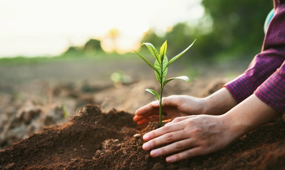 person planting a small tree photo