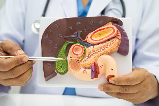 Liver with gallbladder, pancreas spleen and duodenum, Asian doctor holding human anatomy model for study diagnosis photo