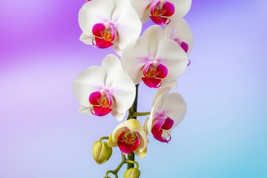 Stunning White and Magenta Orchid Cascade on a Serene Purple and Blue Gradient photo