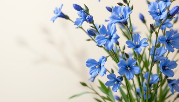 close up view of blue flax flowers with silky petals swaying softly on a pale ivory background. photo