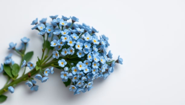 close up view of tiny blue forget me nots forming a soft cluster over a clean white background. photo