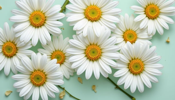 close up view of pure white daisies with golden centers fanned out evenly on a minimalist light mint background. photo