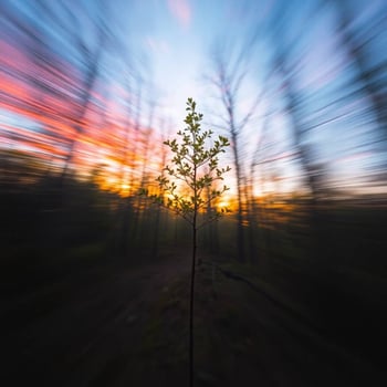 A single tree stands in the middle of a forest photo