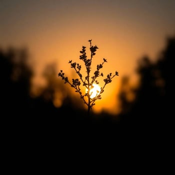 A plant is silhouetted against the sun at sunset photo