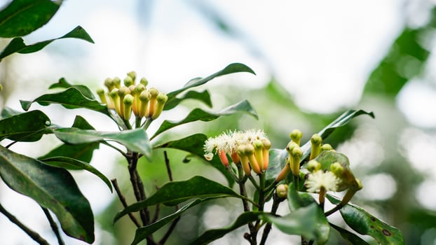 Fresh clove buds growing on a clove tree branch with green leaves, captured in natural daylight. photo