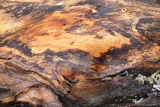 Detailed Blackish Brown Bark Texture for Background photo